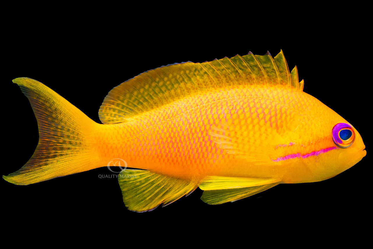 Female Orange Lyretail Anthias thumbnail image