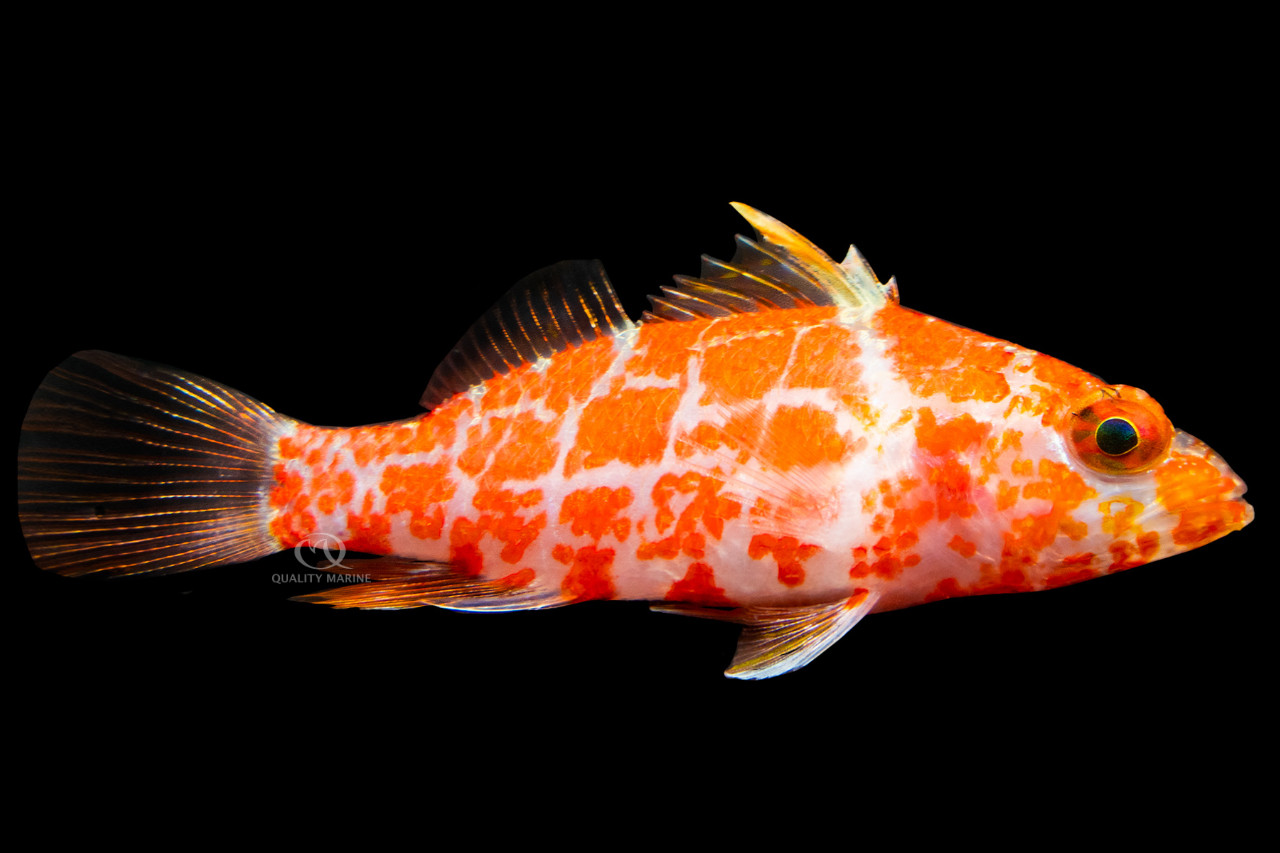 AnthiasHawkBassPerchlet? thumbnail image