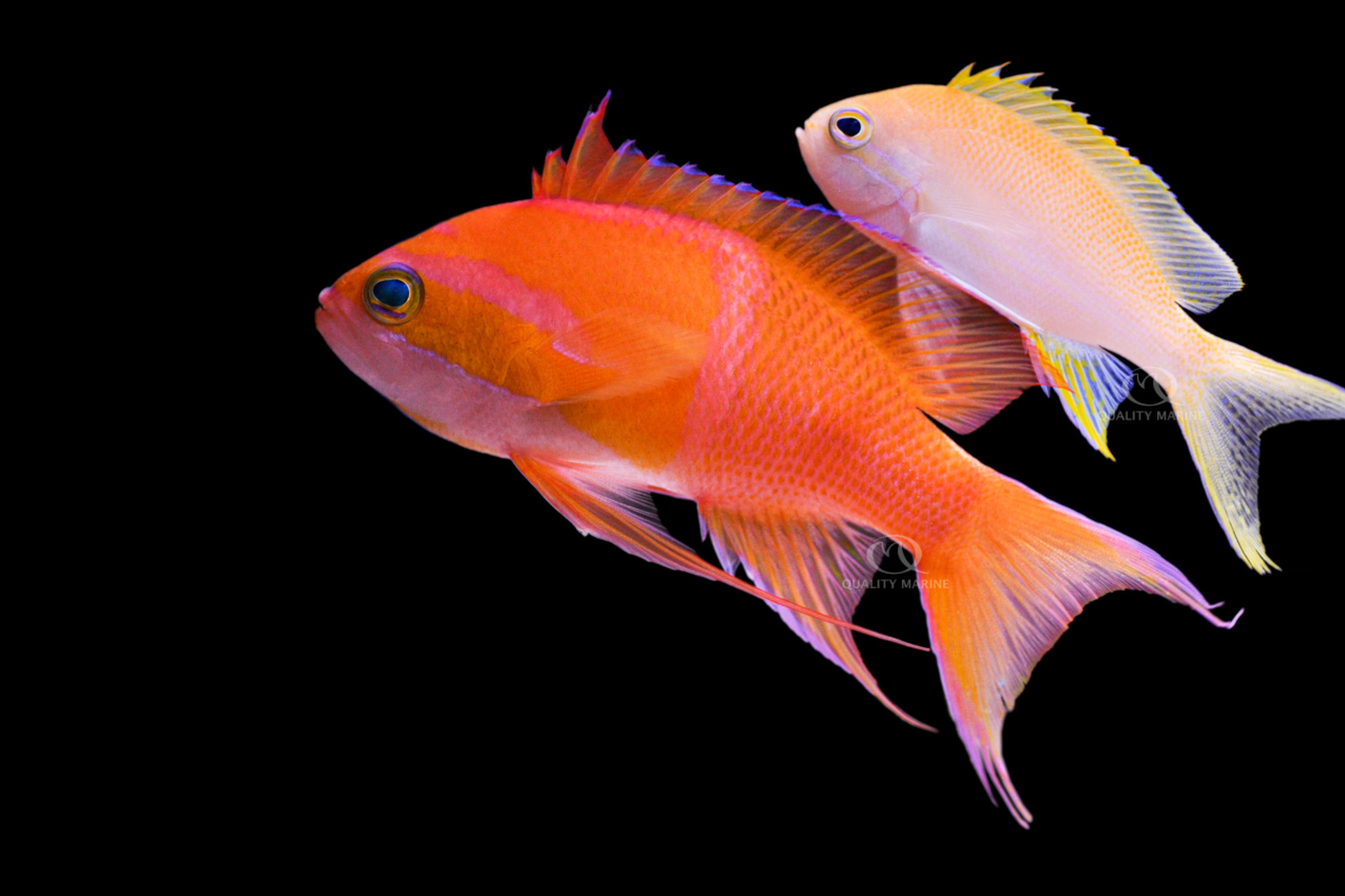 Ultra Anthias Arrival! thumbnail image