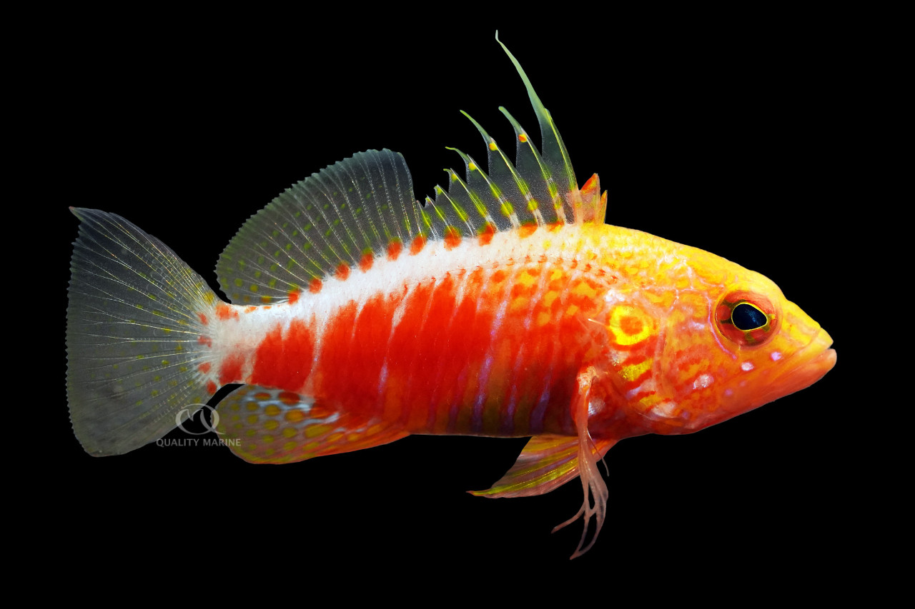 Pelicier's Perchlet thumbnail image