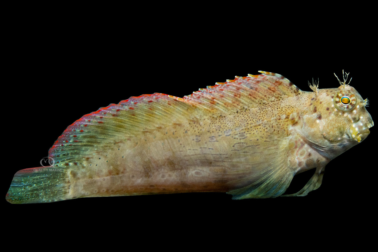 Sailfin / Algae Blenny thumbnail image