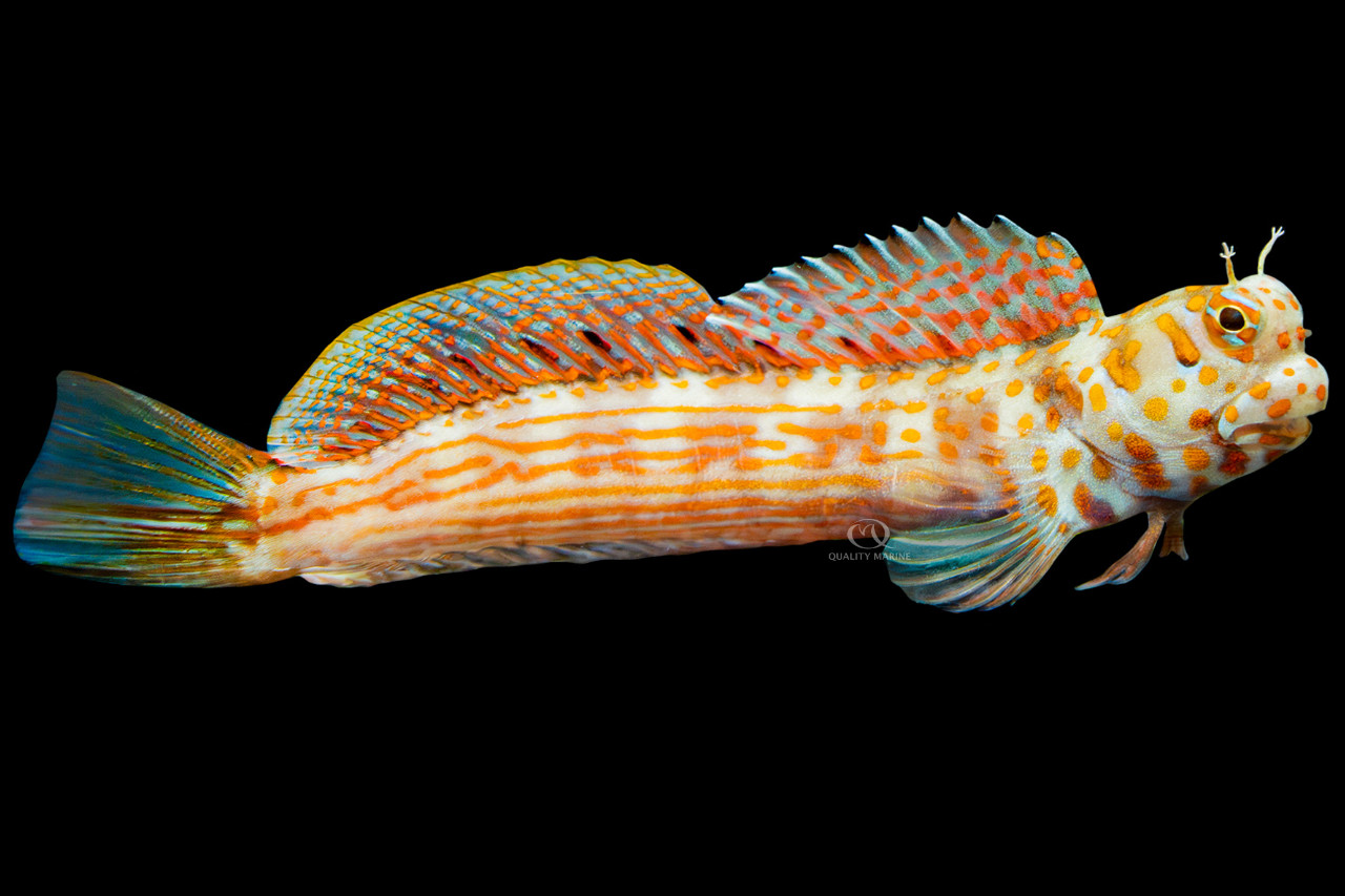 Red-Spotted Blenny thumbnail image