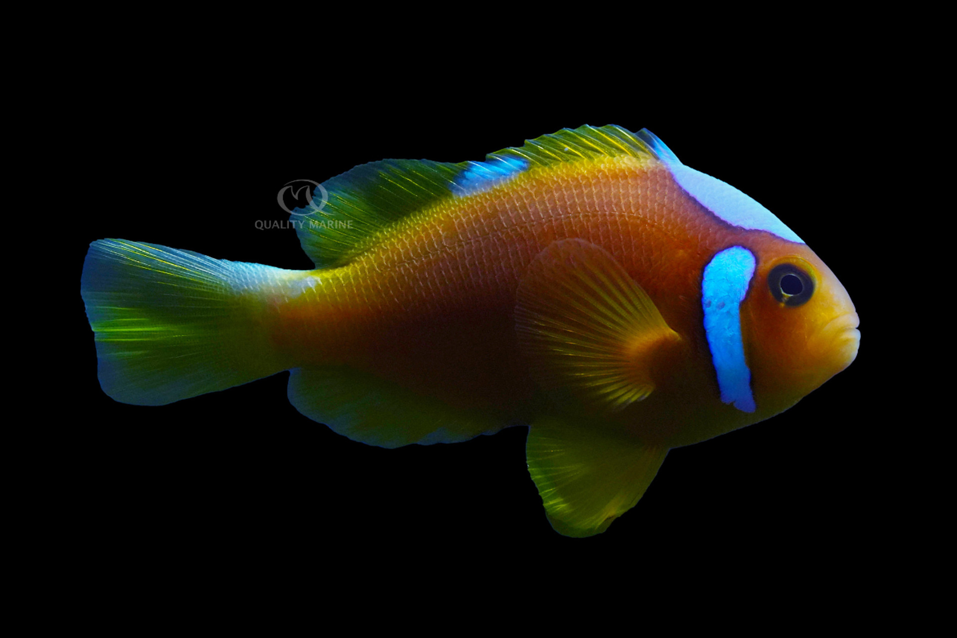 Whitecap Clownfish thumbnail image