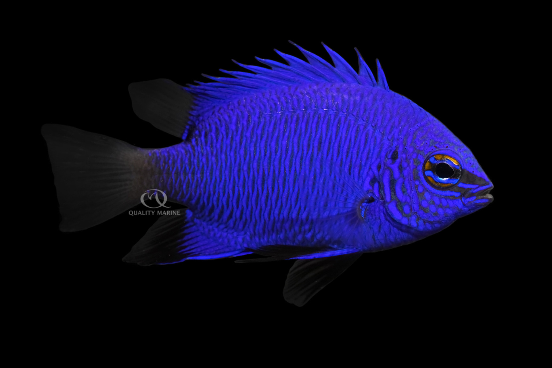 Best damsels for your reef aquarium thumbnail image