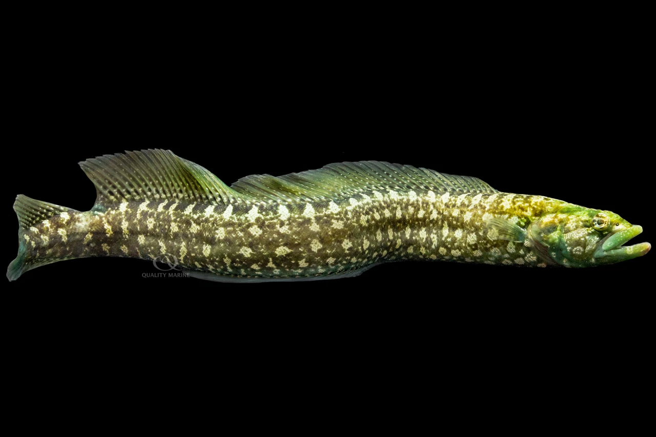 Green Wolf Blenny thumbnail image