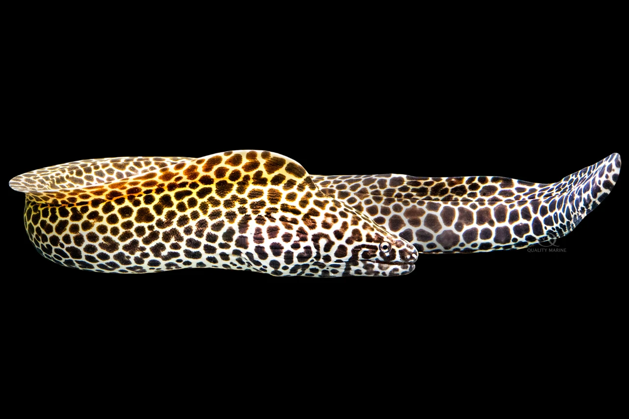 Honeycomb Eel thumbnail image