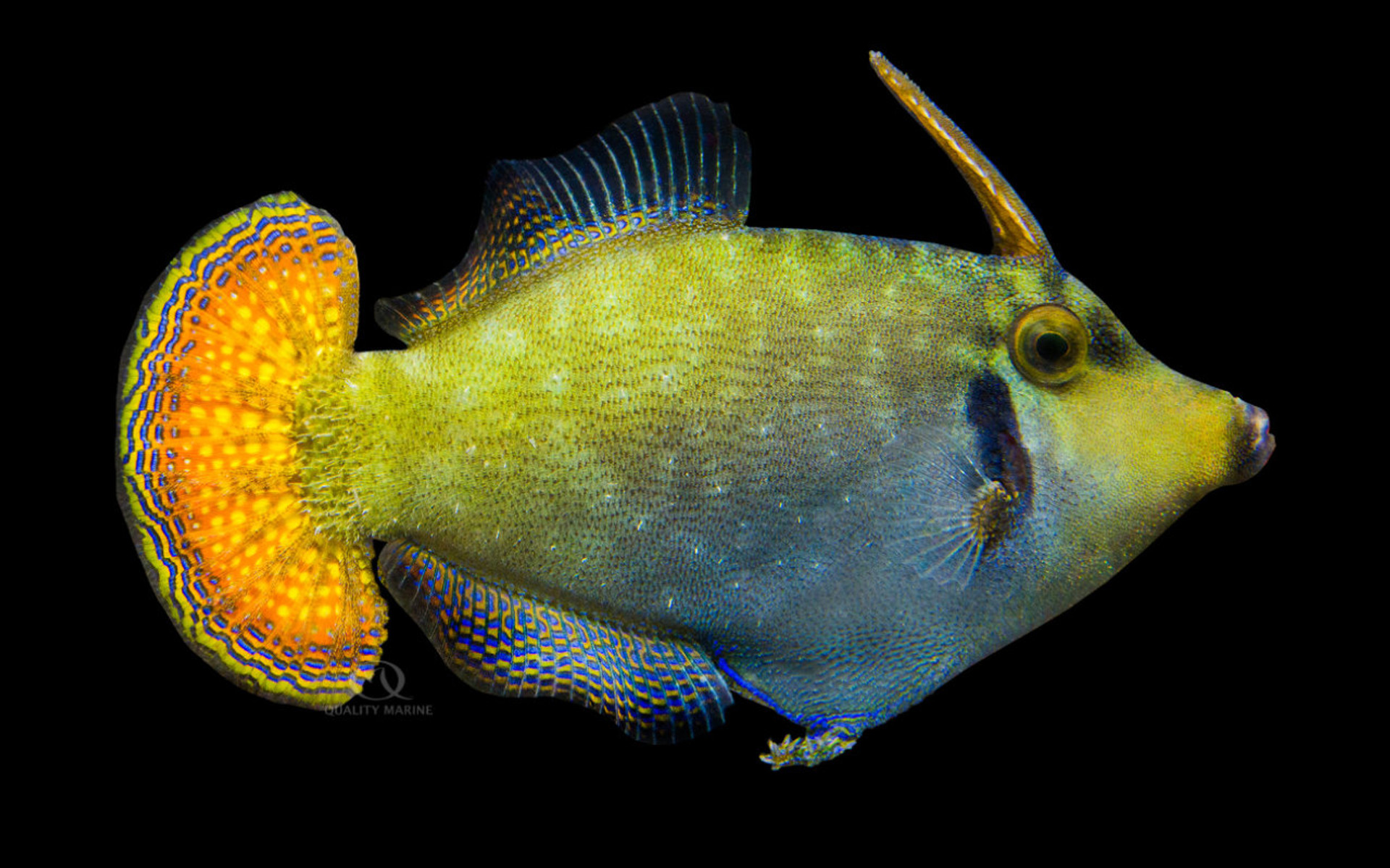 Redtail Filefish thumbnail image