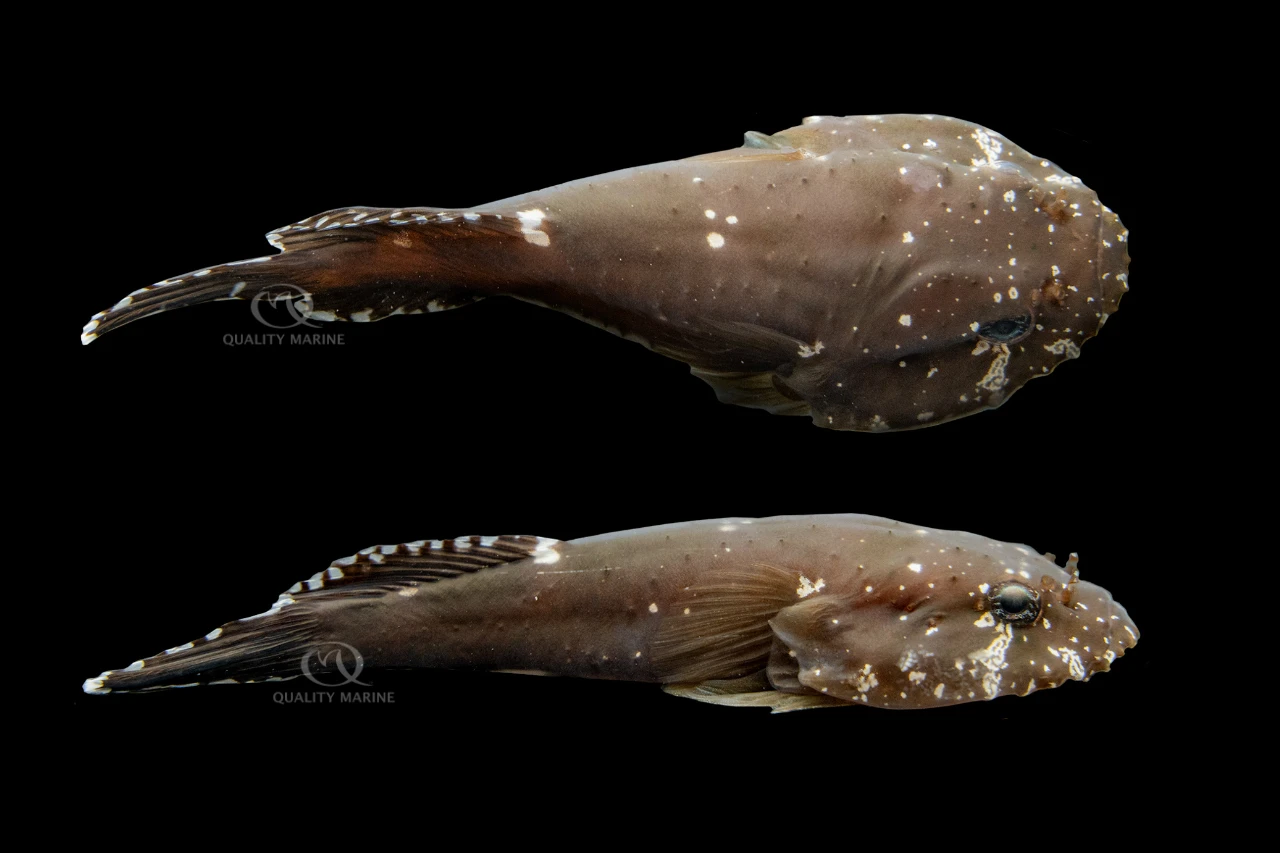 Stage 5 Clingfish thumbnail image