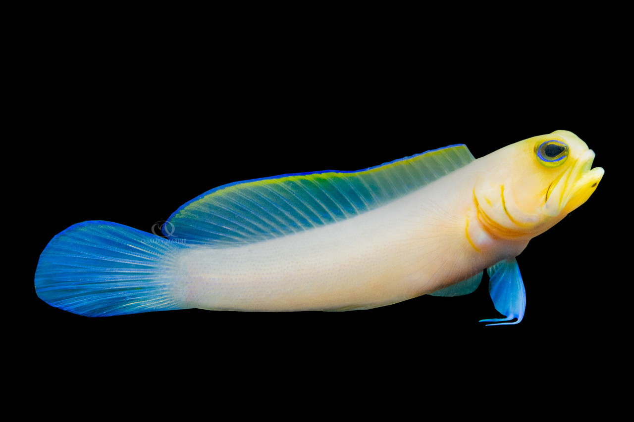 The Joy of Jawfish thumbnail image