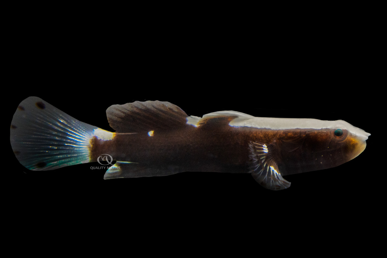 Great Little Goby, No Cap thumbnail image