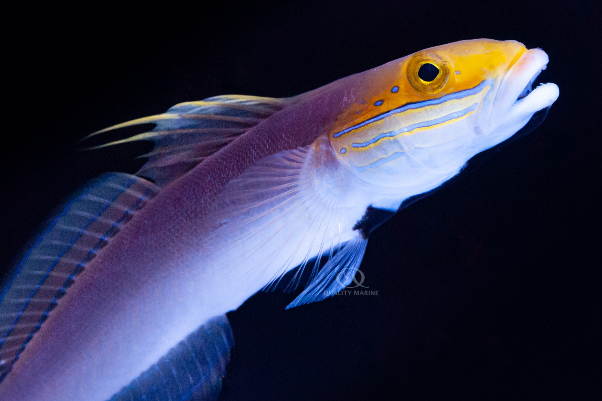 The Oh-So-Beautiful Bella thumbnail image