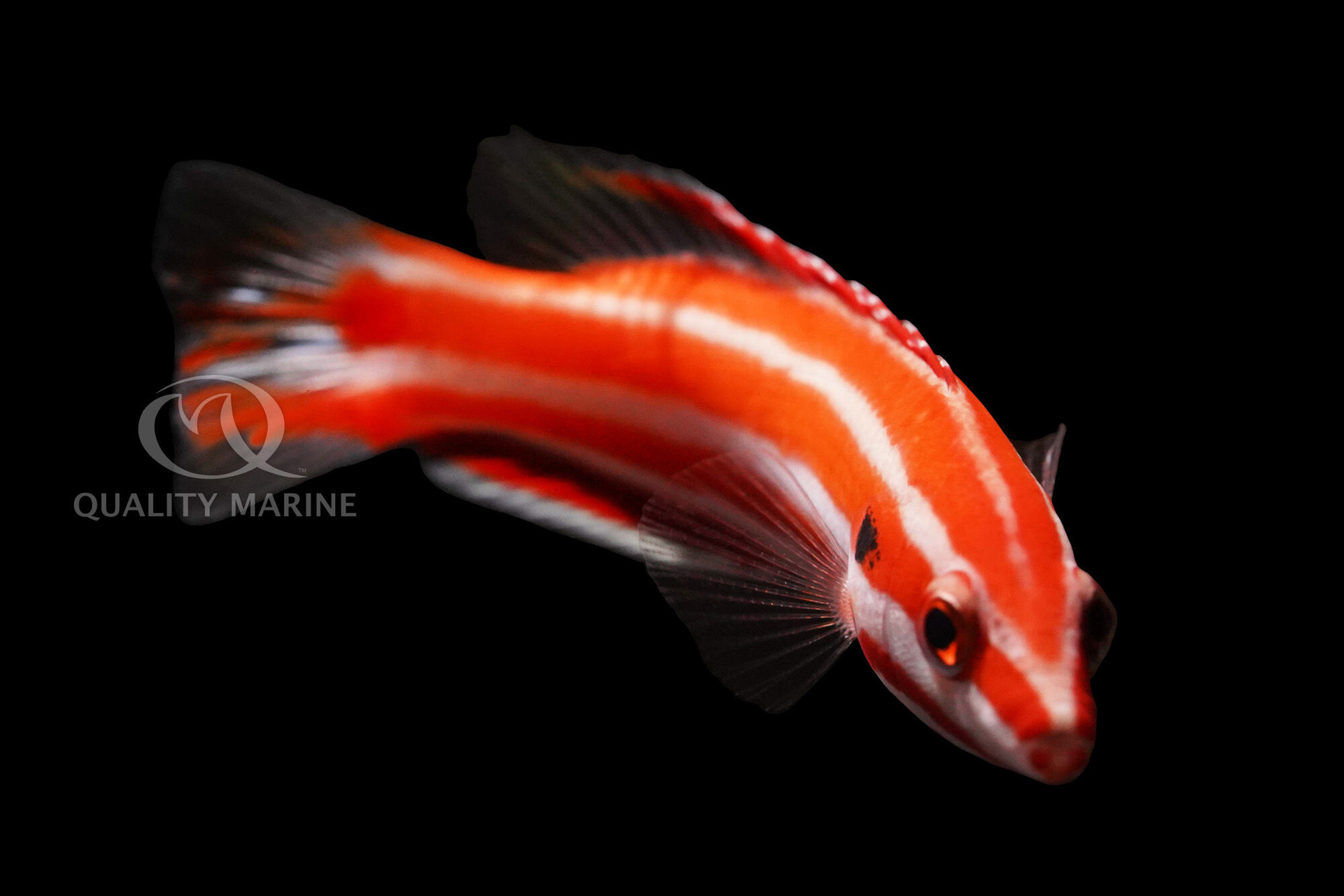 Photo of the Week Candy Cane Hogfish Quality Marine