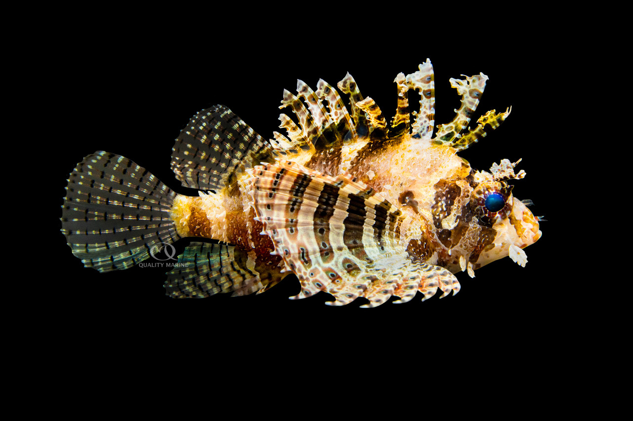 Fuzzy Dwarf Lionfish thumbnail image