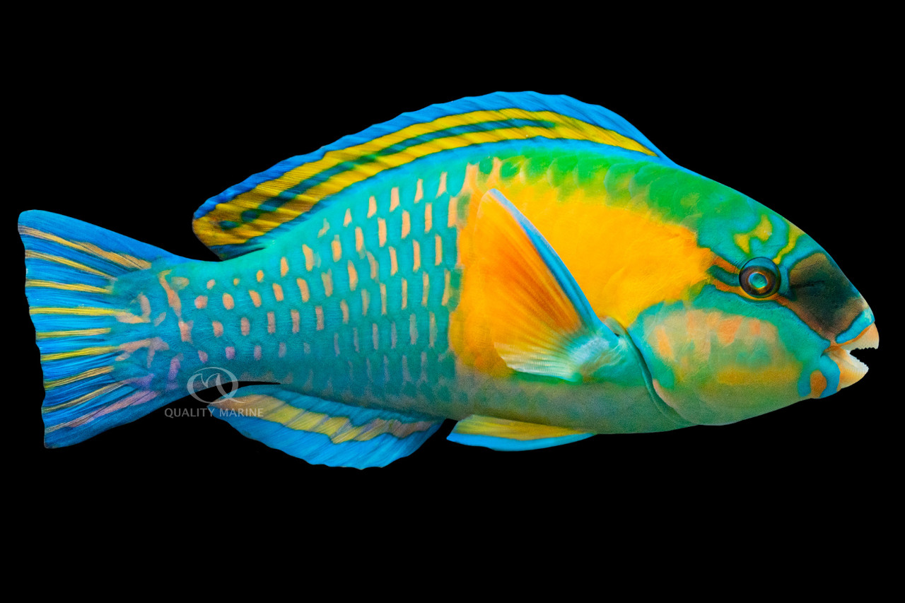 The Big Bower's thumbnail image