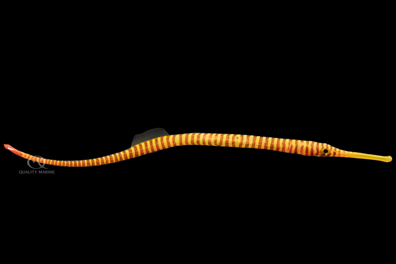 Yellowbanded Pipefish thumbnail image
