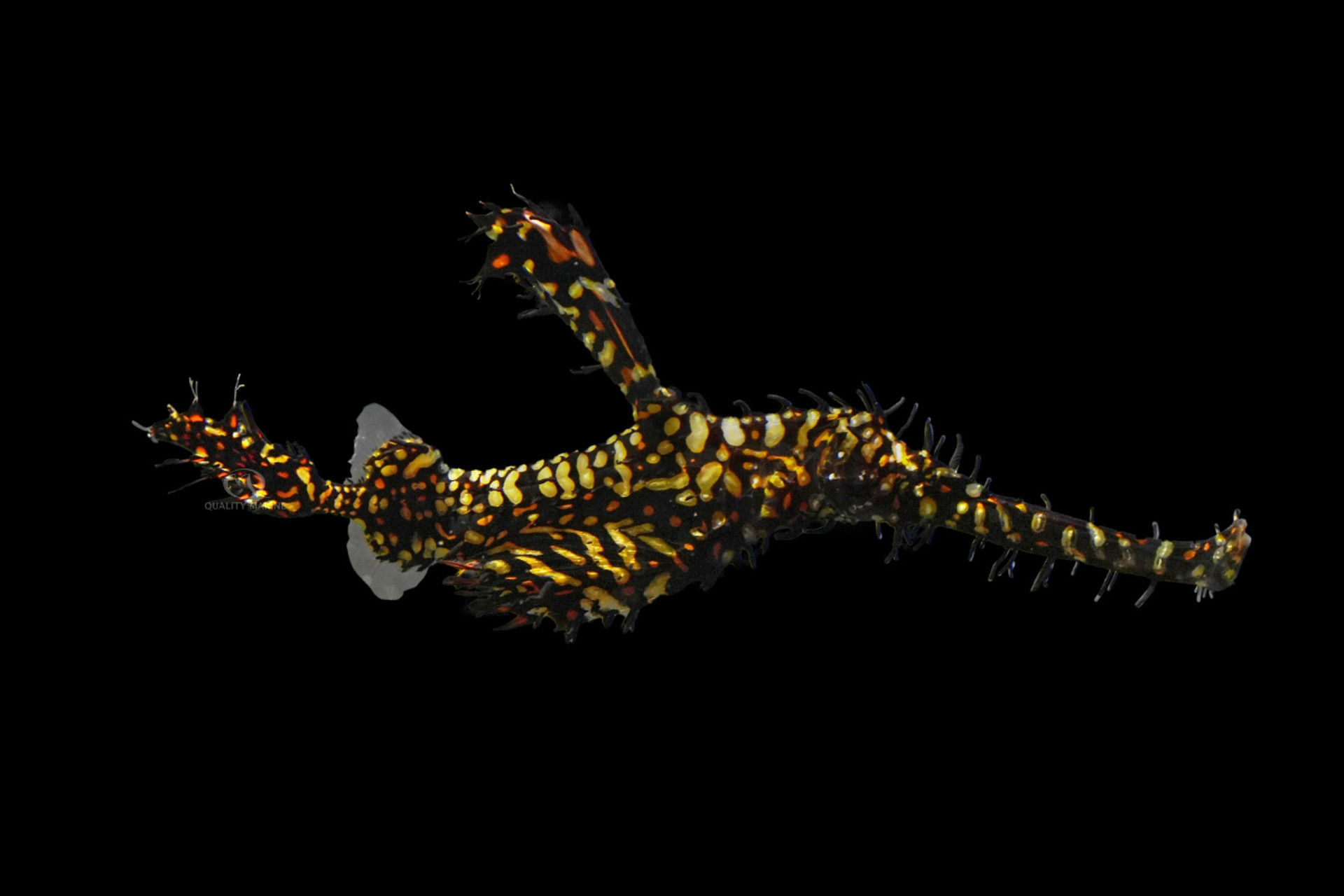 The Ghost in the Aquarium thumbnail image