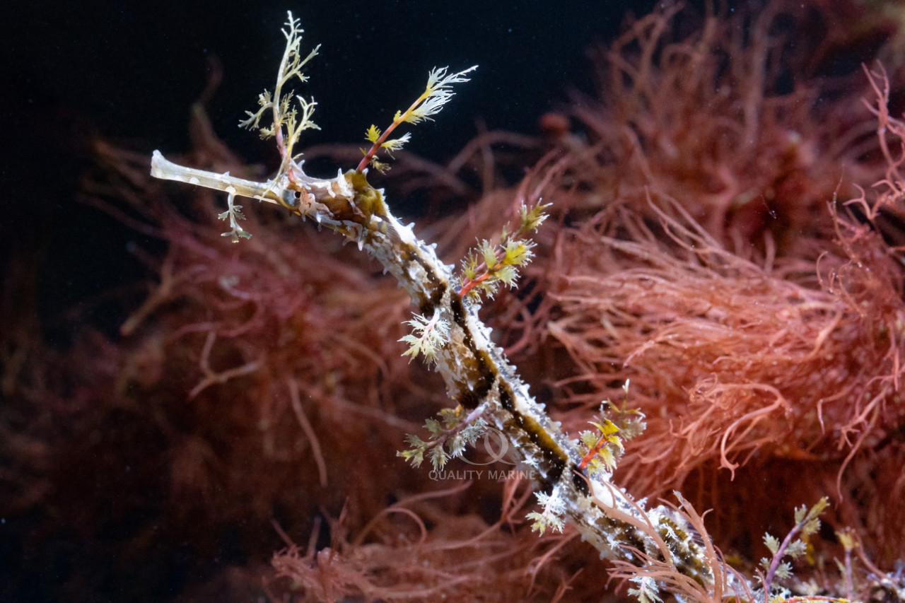 Really Righteous Ribbons (Pipefish, Actually) thumbnail image