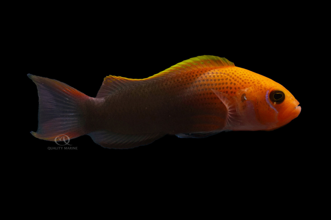 Seriously Steenei thumbnail image