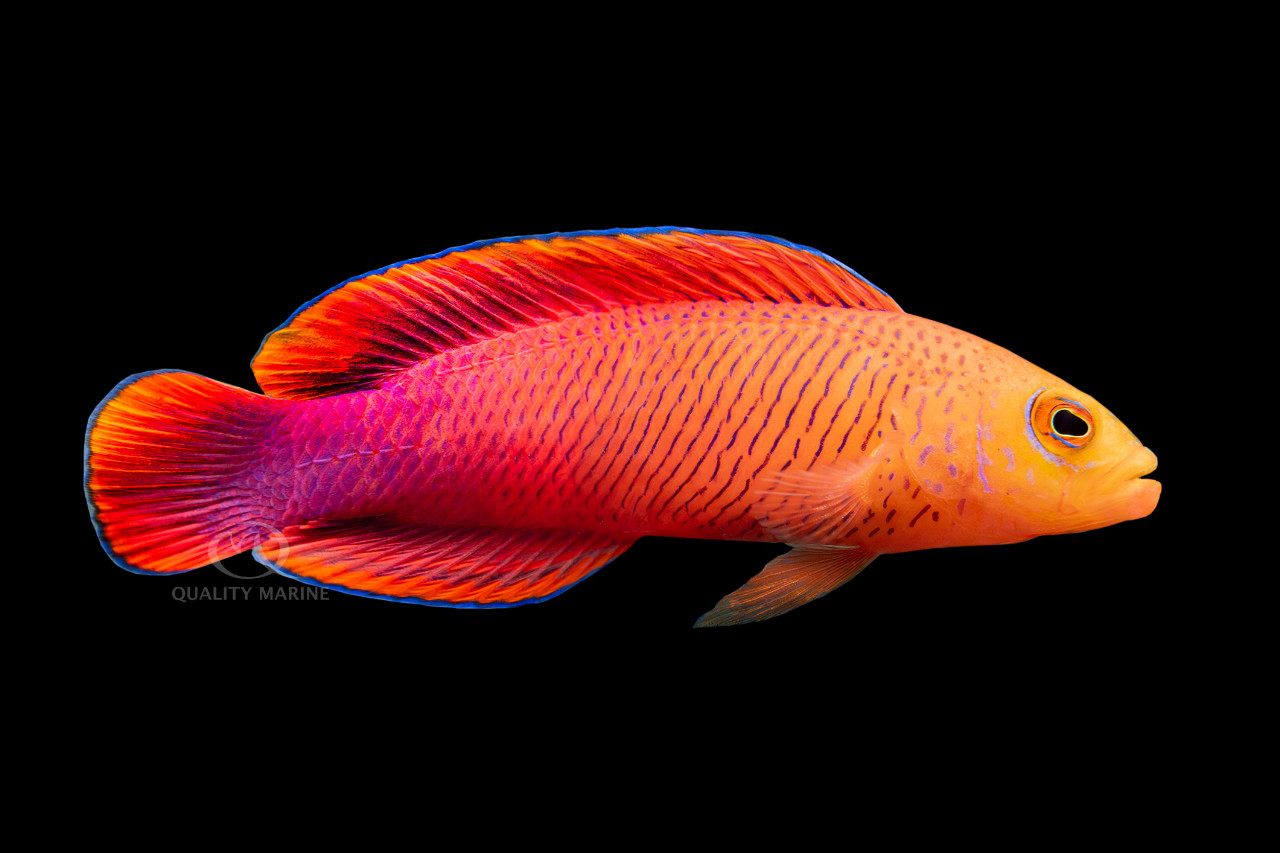 Cypho, Not Psycho thumbnail image