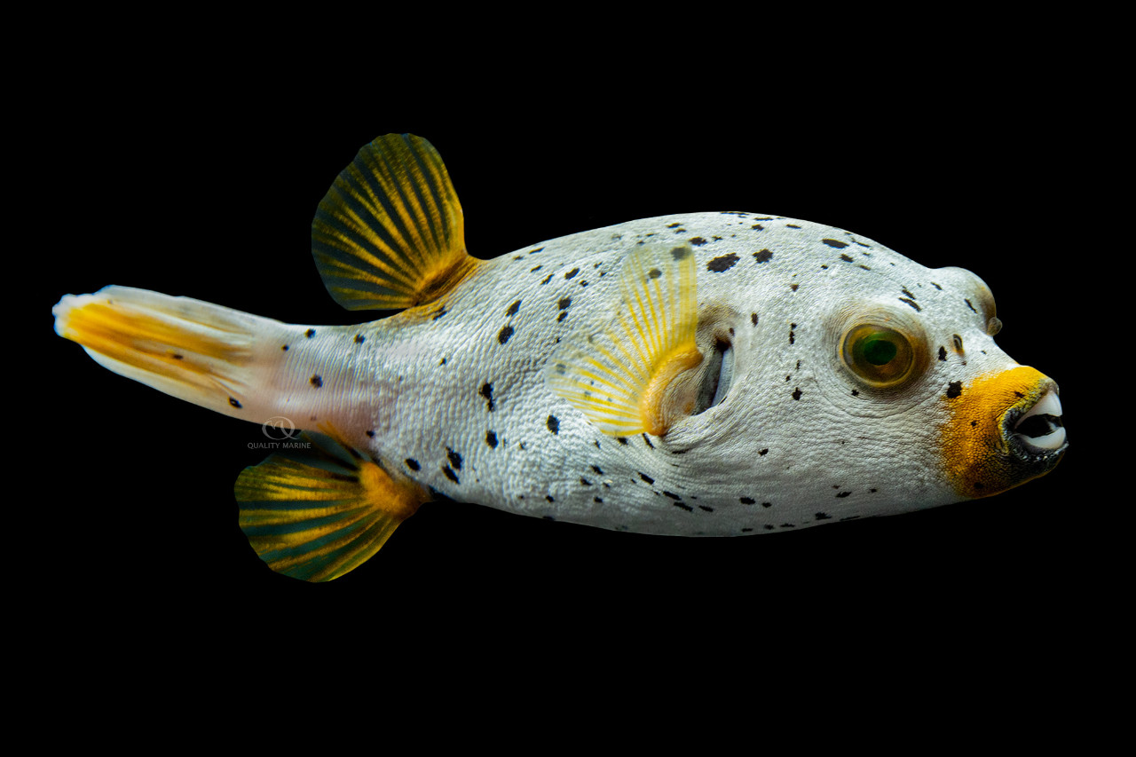 Gray Freckled Dogface Pufferfish thumbnail image