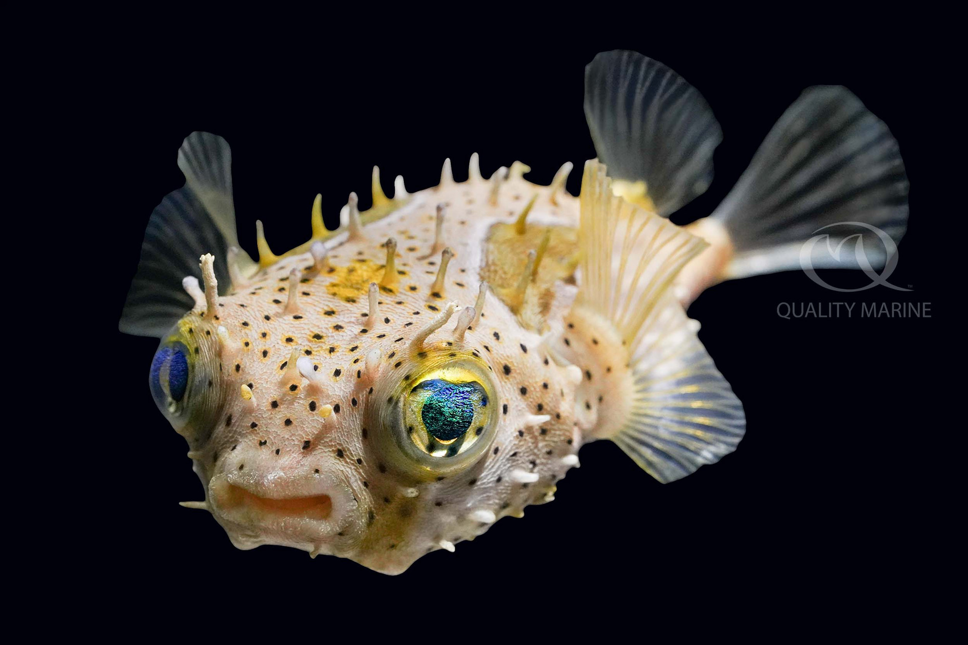 Chilomycterus Antennatus - Bridled Burrfish thumbnail image