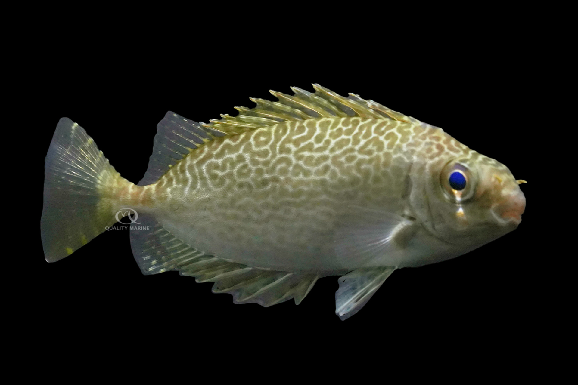 Your Spinefoot Signal thumbnail image