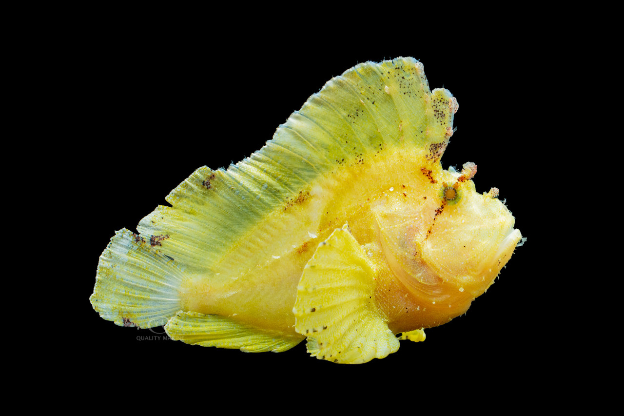 Yellow Leaf Fish thumbnail image