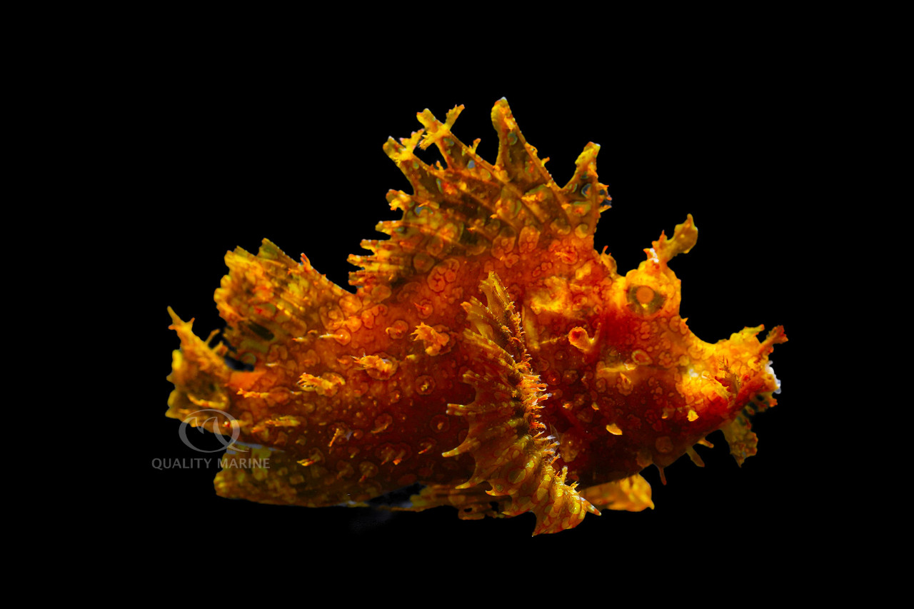 Yellow Lacy Scorpion thumbnail image