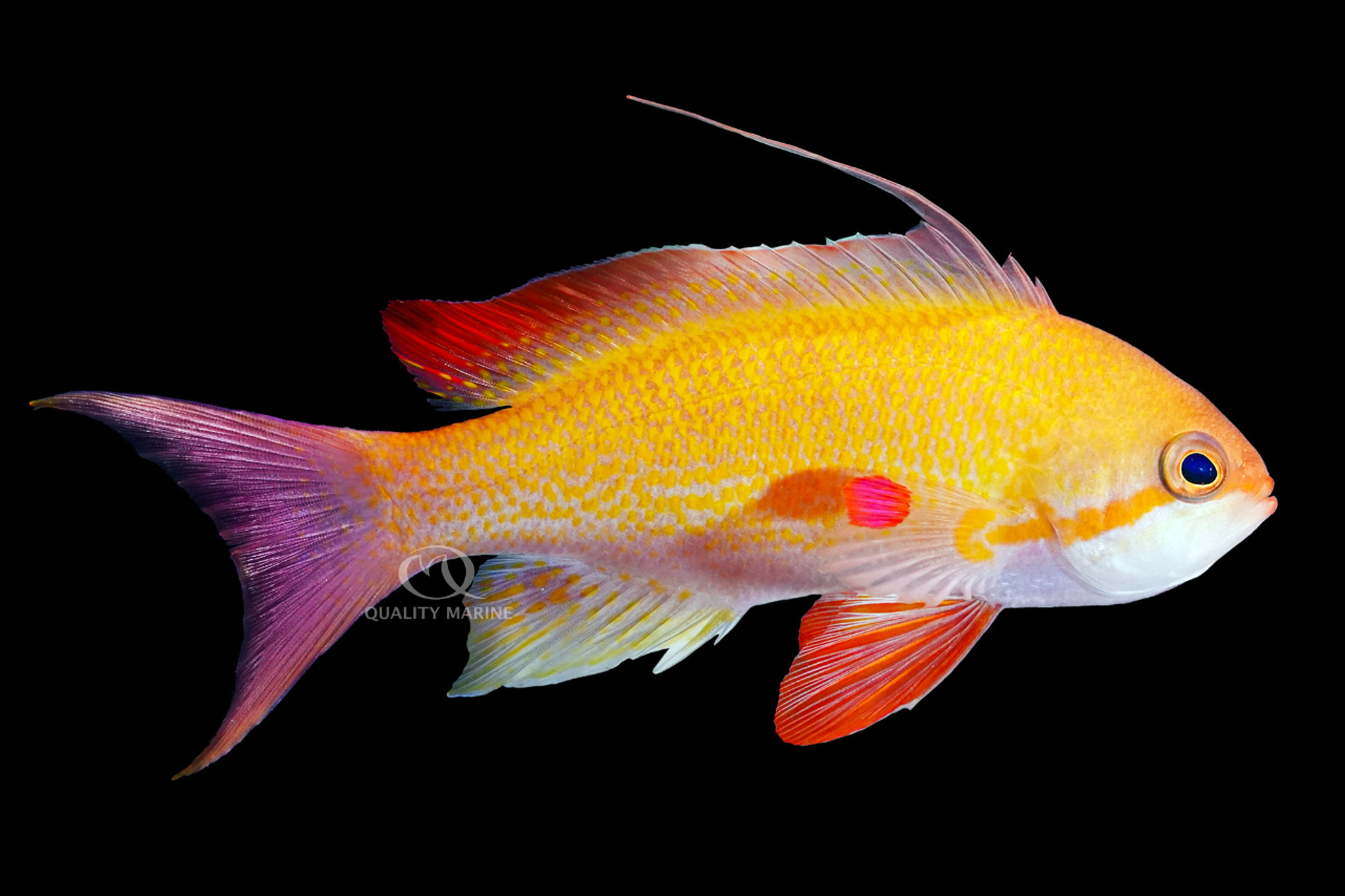A Most Noble and Notable Anthias thumbnail image