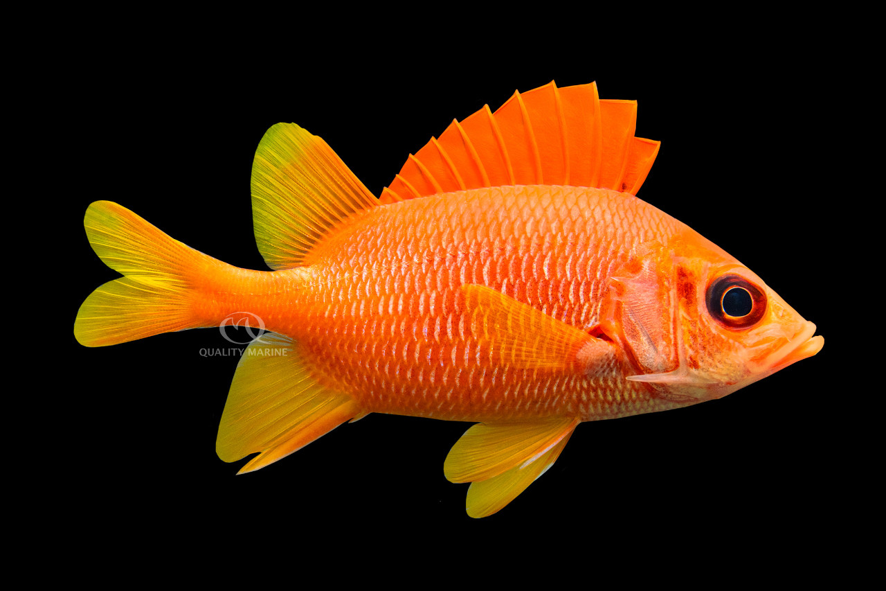 Popsicle Soldierfish thumbnail image