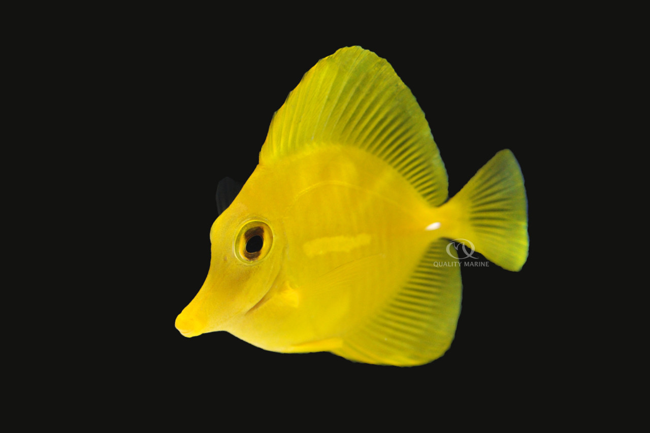 Quality Marine's Philosophy and Commitment thumbnail image