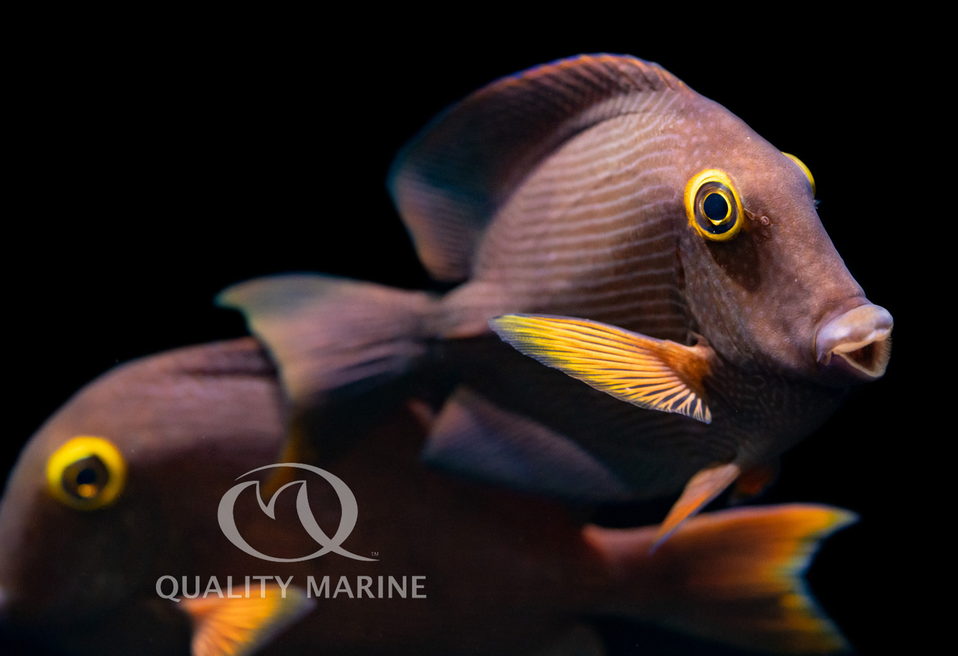 Aquarium Fish Feeding