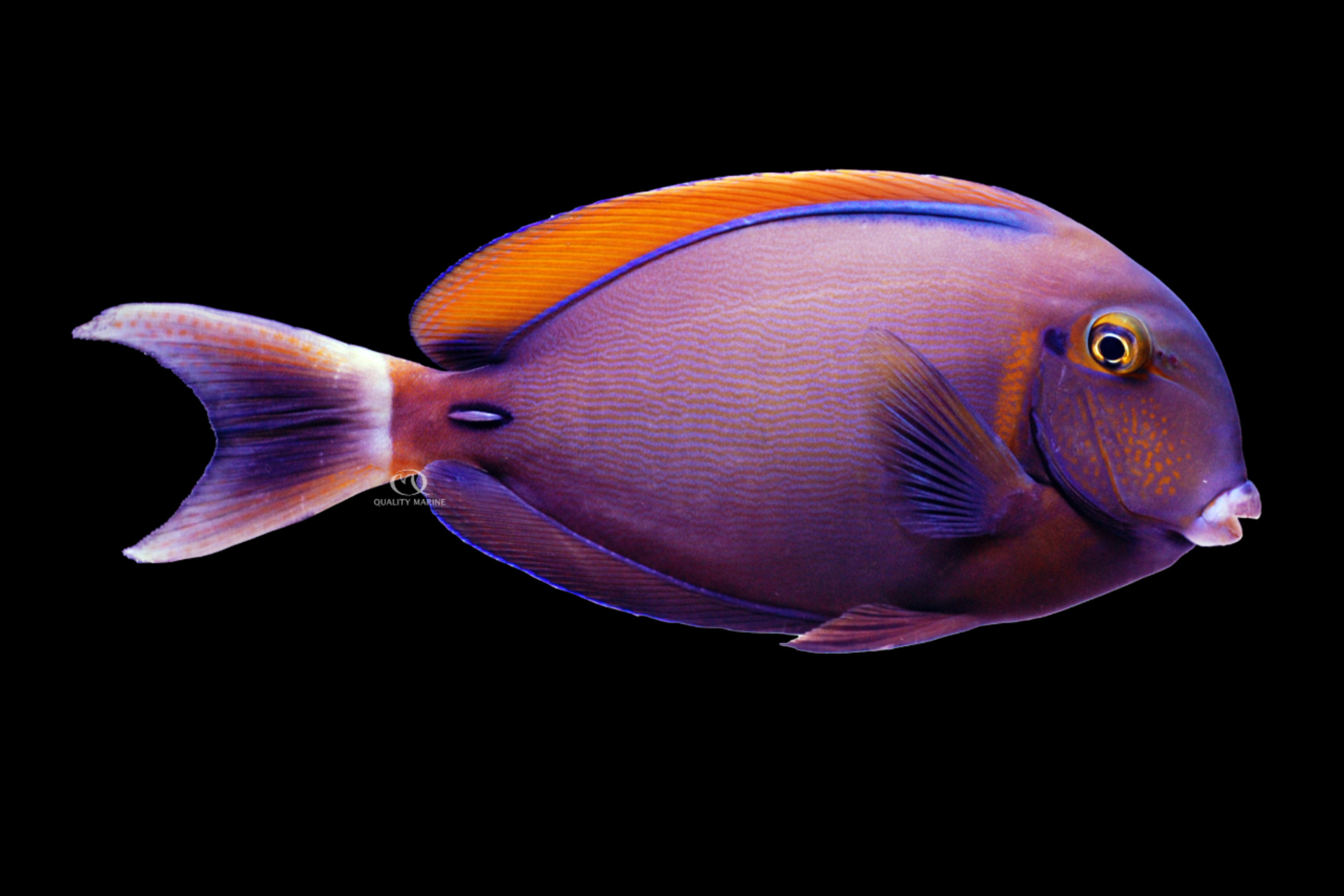 Drawn To the Fish That Bears the Black Spot thumbnail image