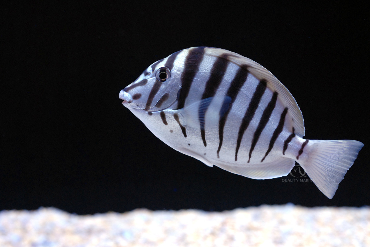 Black-Barred Zebra Tang thumbnail image