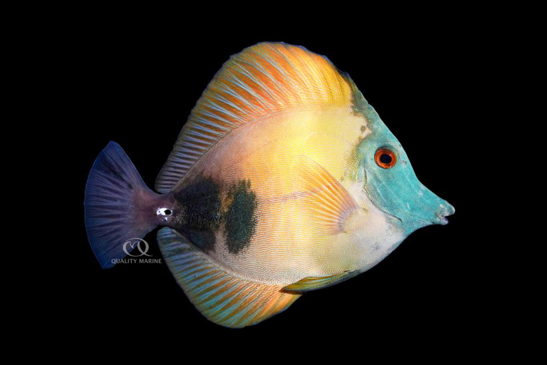Blue Face Koi Tang thumbnail image