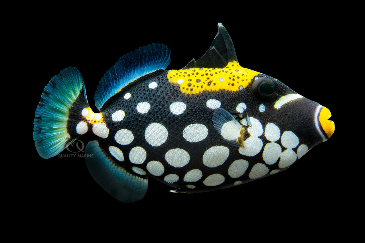 Conspicillum Clown Triggerfish thumbnail image
