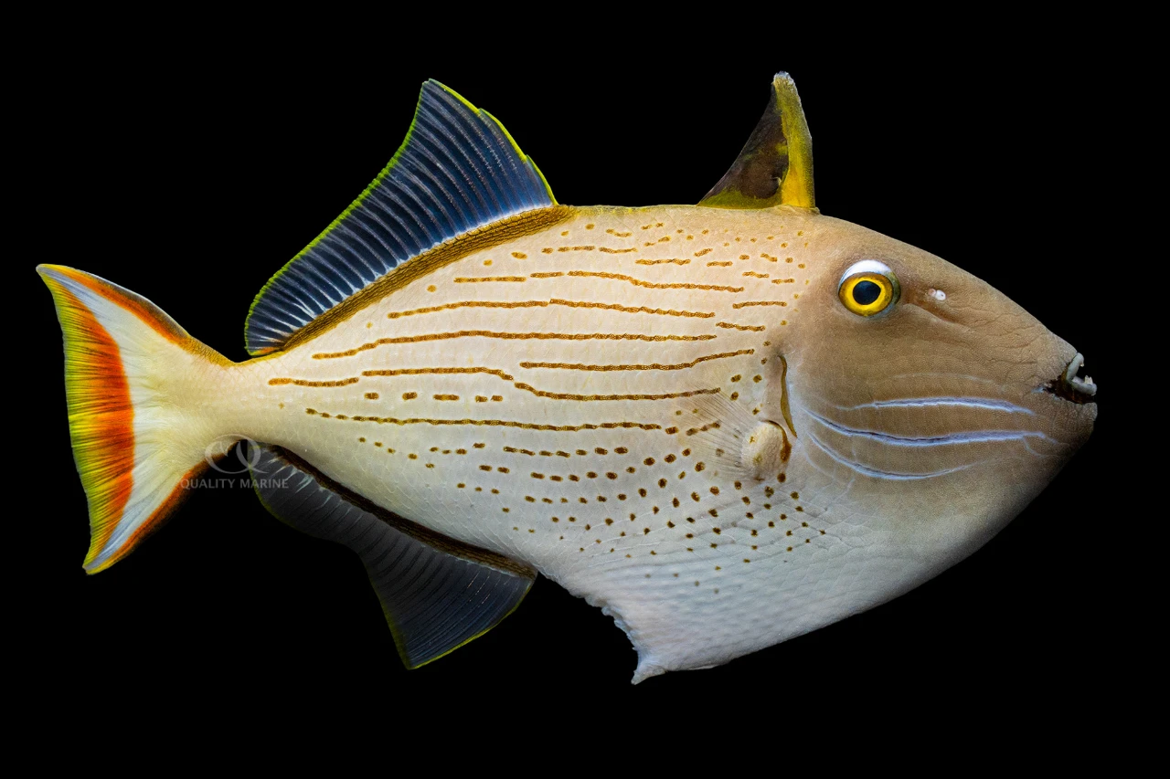 Striped Triggerfish thumbnail image