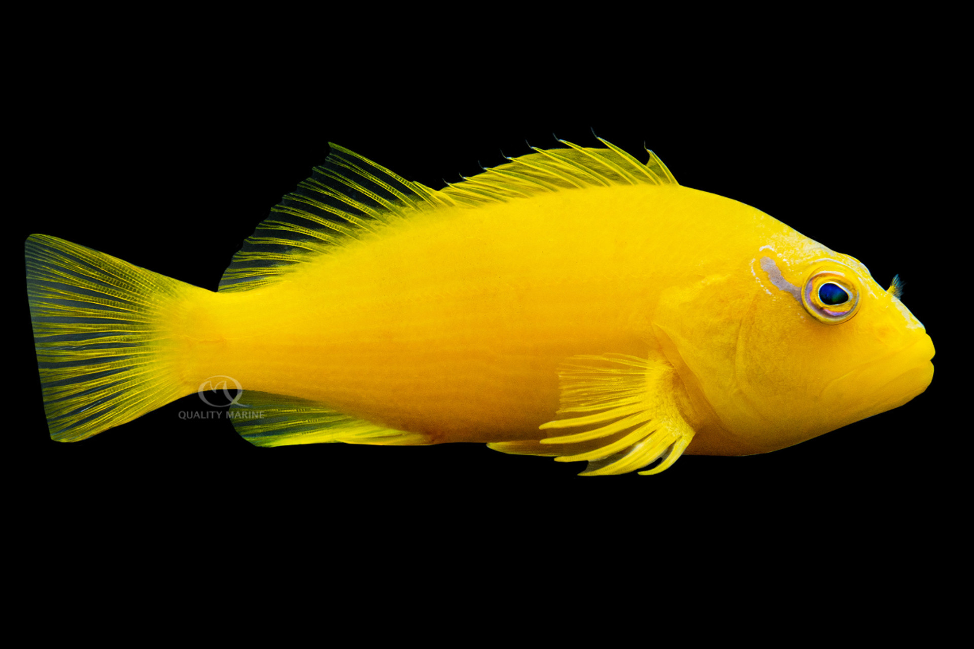 All That Glitters Is a Hawkfish? thumbnail image