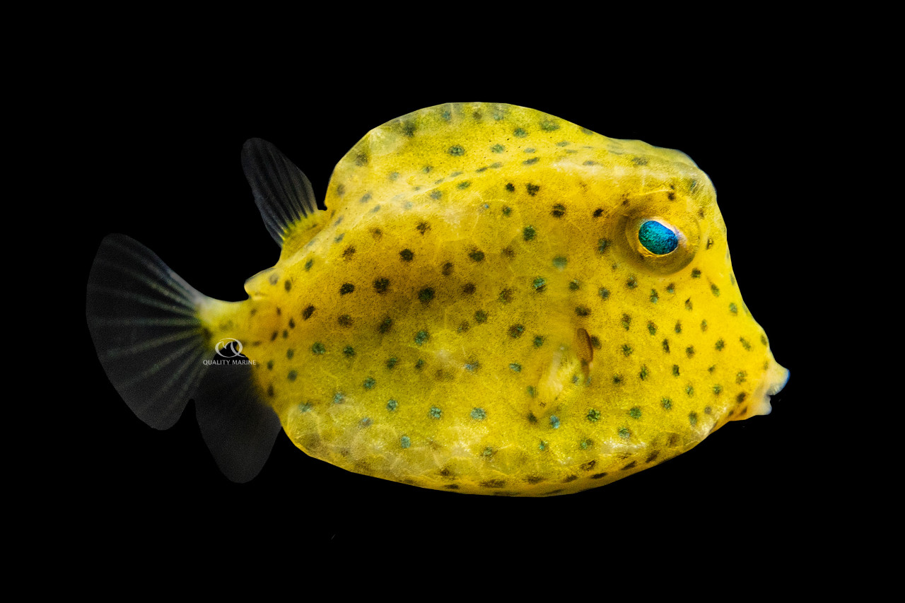 Boston Bean Cowfish thumbnail image