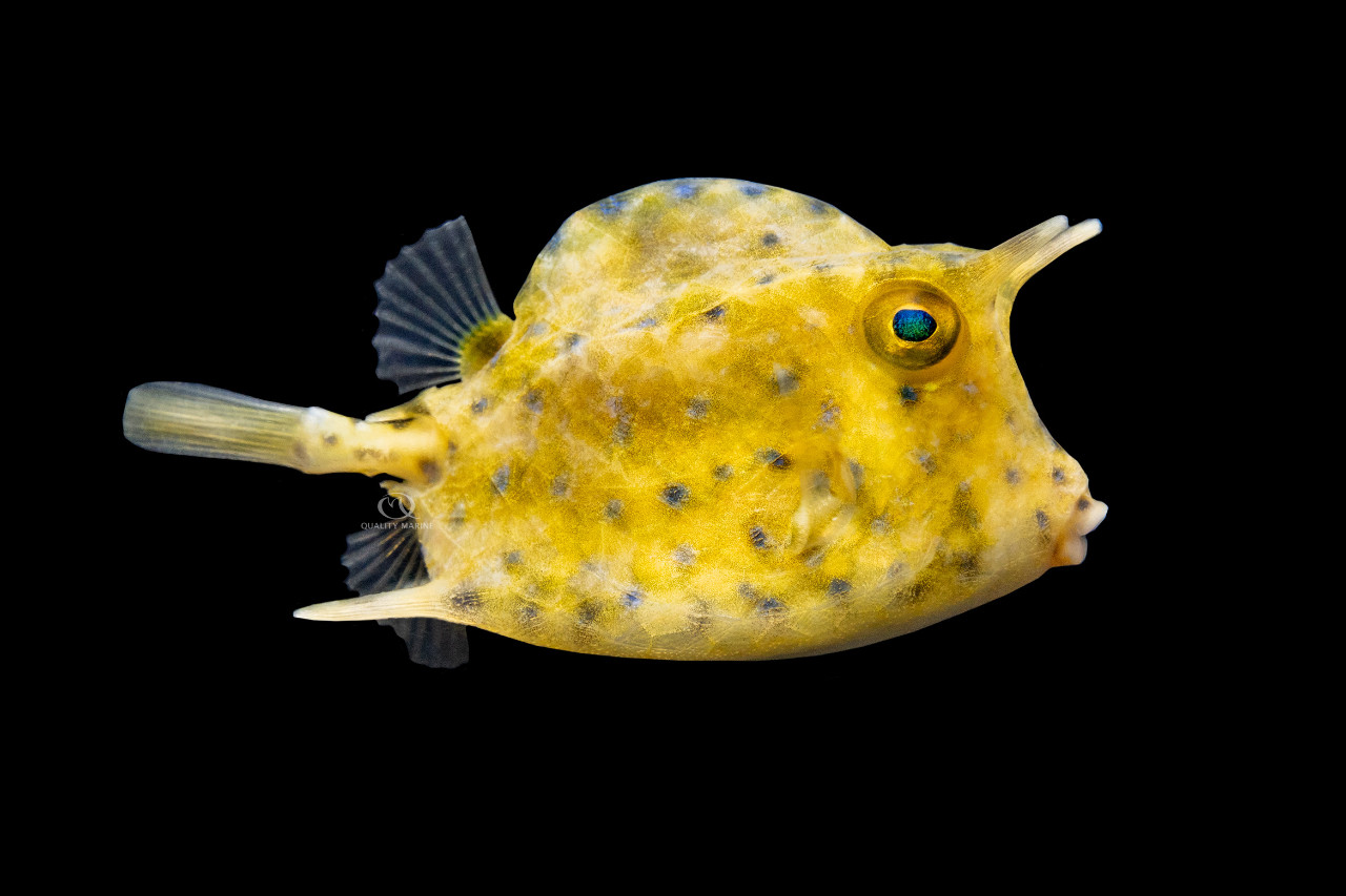 It's A Moo Point thumbnail image