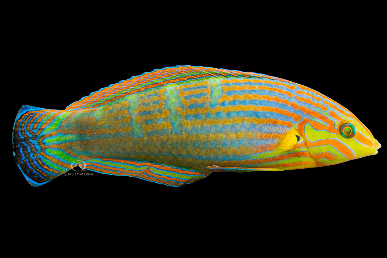 Pinstriped Tail-spot Wrasse thumbnail image