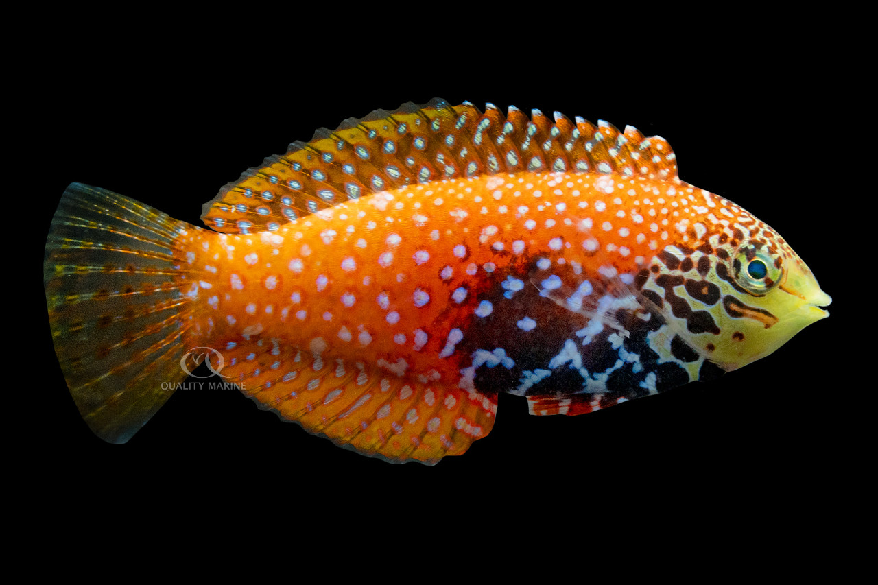 Female Vermiculate Leopard Wrasse thumbnail image