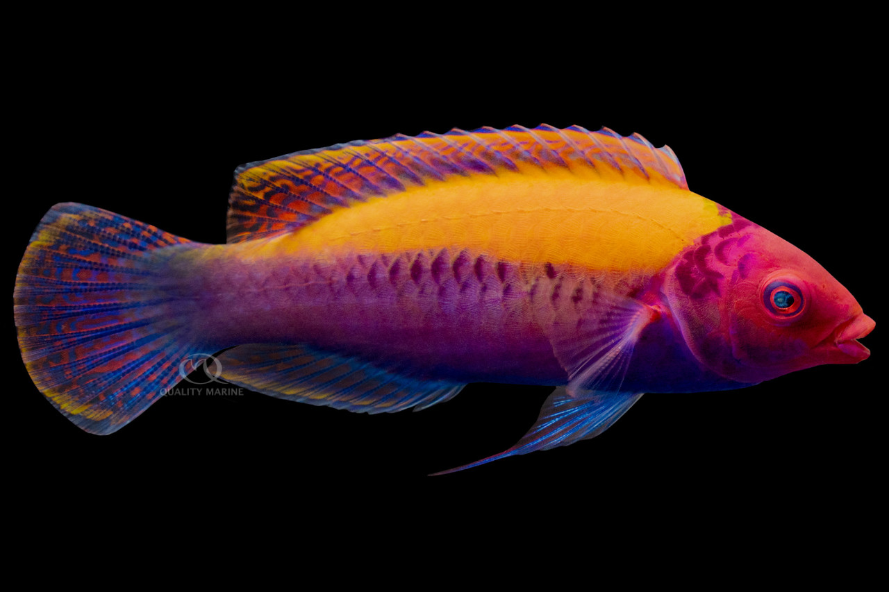 プリンセスぷりぷり Furious Fringe Orange Back Fish - Quality Marine
