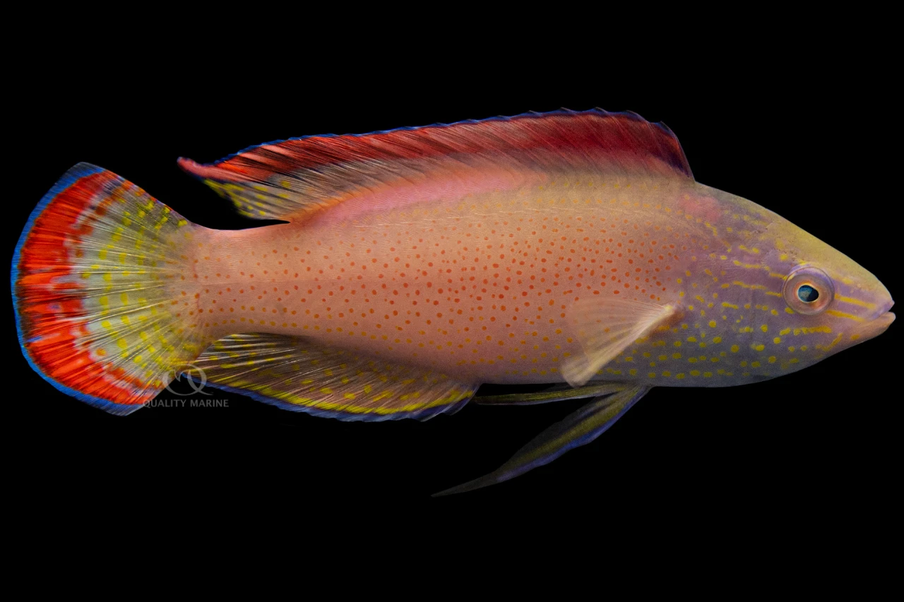 Male Pink Margin Fairy Wrasse thumbnail image
