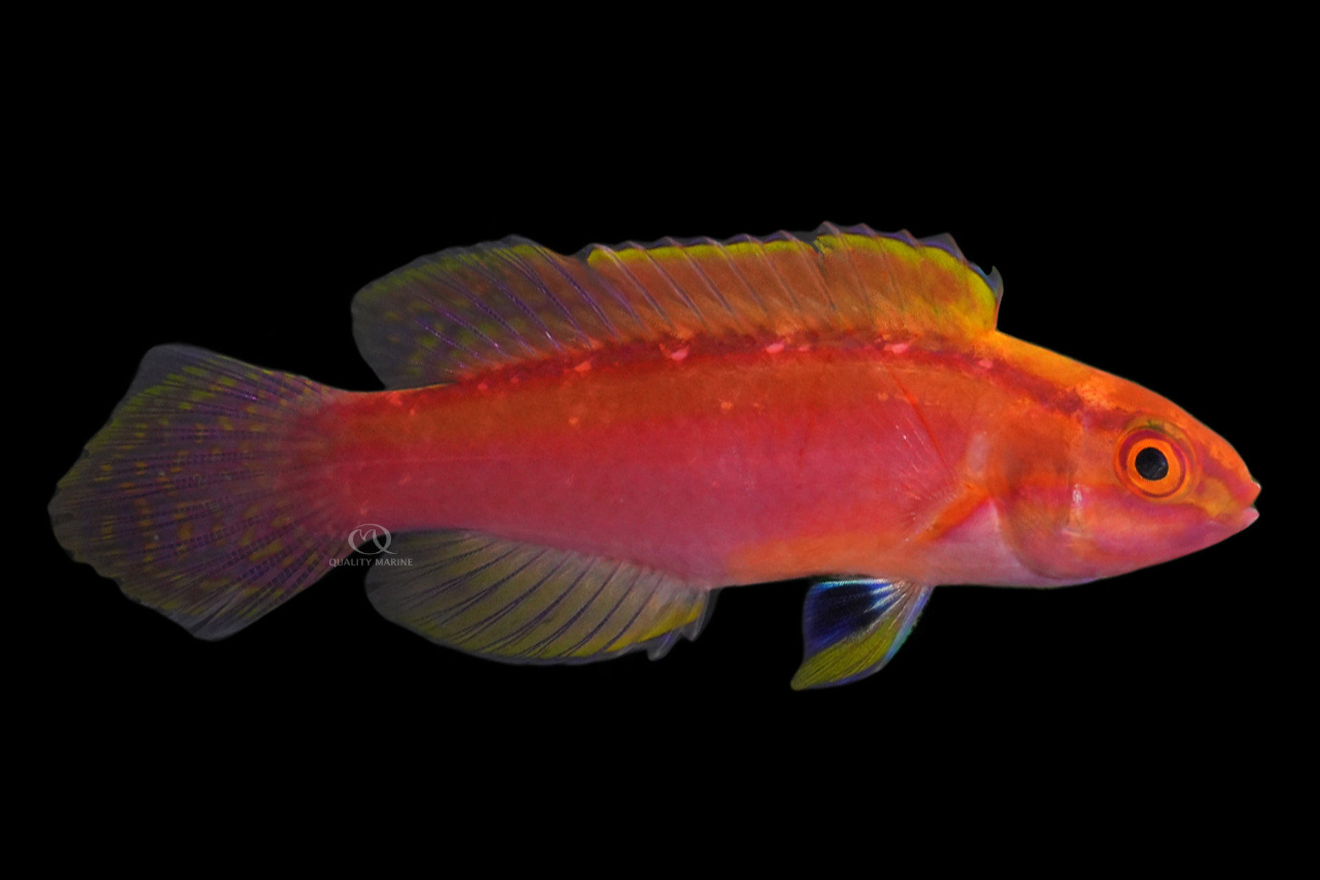 The Rose Among The Fishes thumbnail image