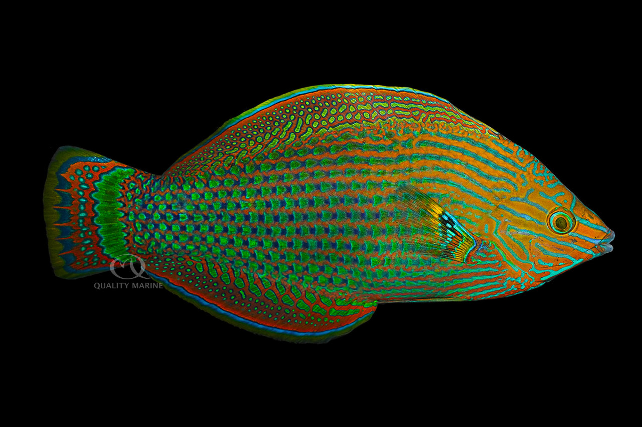 Dusky Margined Wrasse thumbnail image
