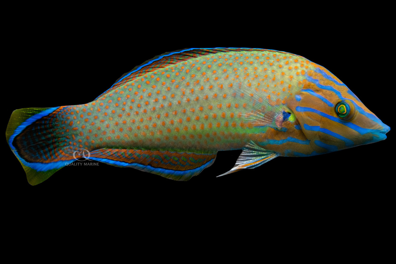 Grey-Head Wrasse thumbnail image