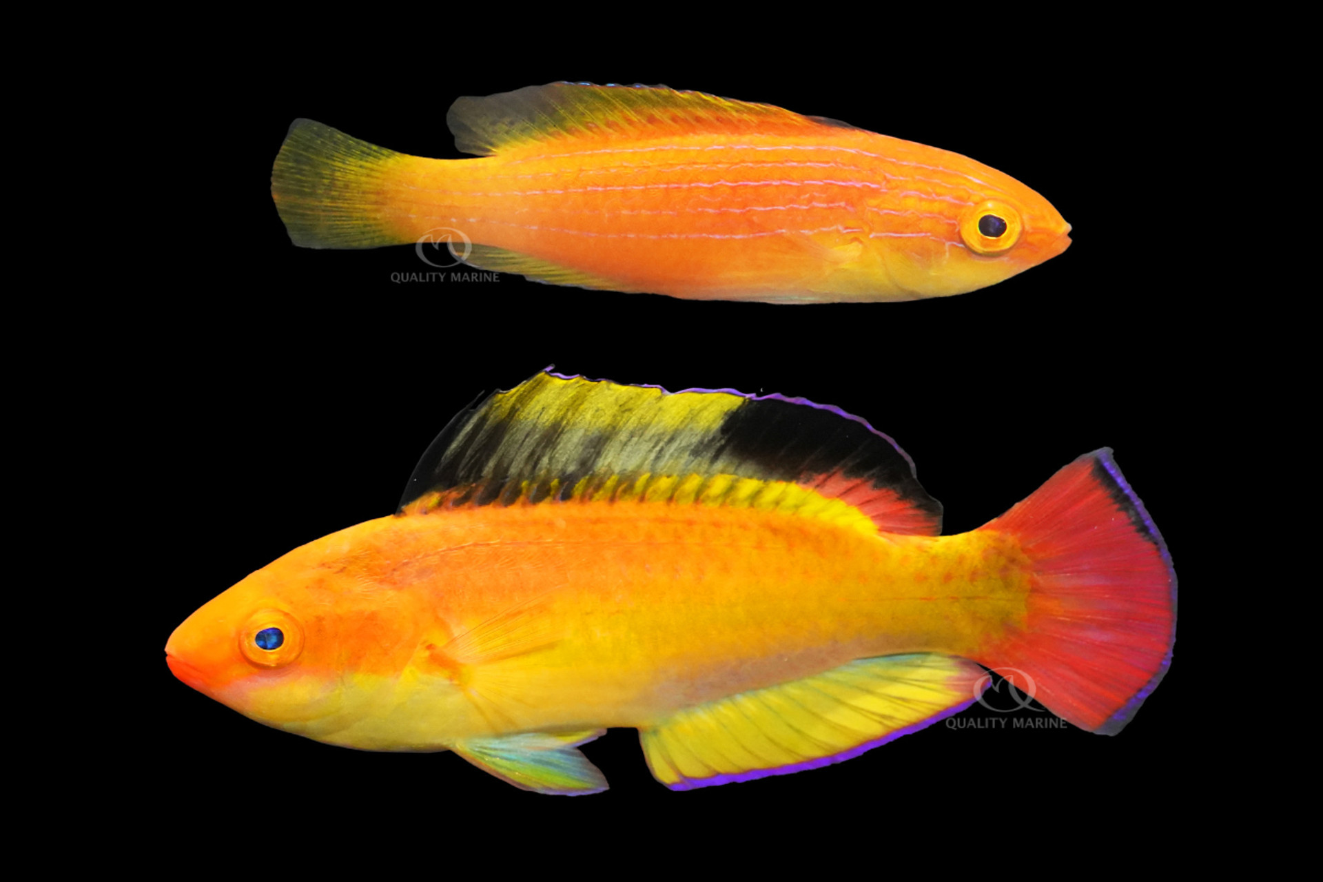 Nahacky's Fairy Wrasse Pair thumbnail image