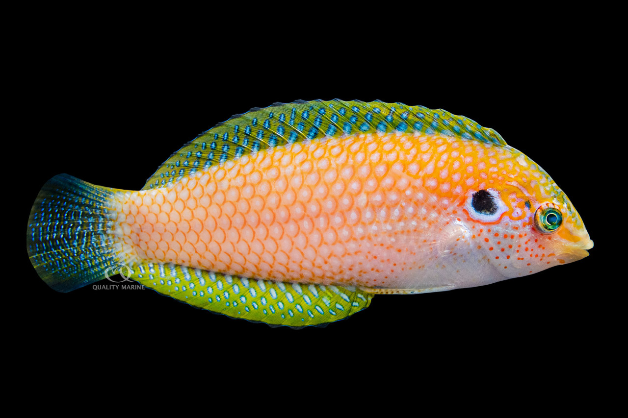 Male Kuteri Leopard Wrasse thumbnail image