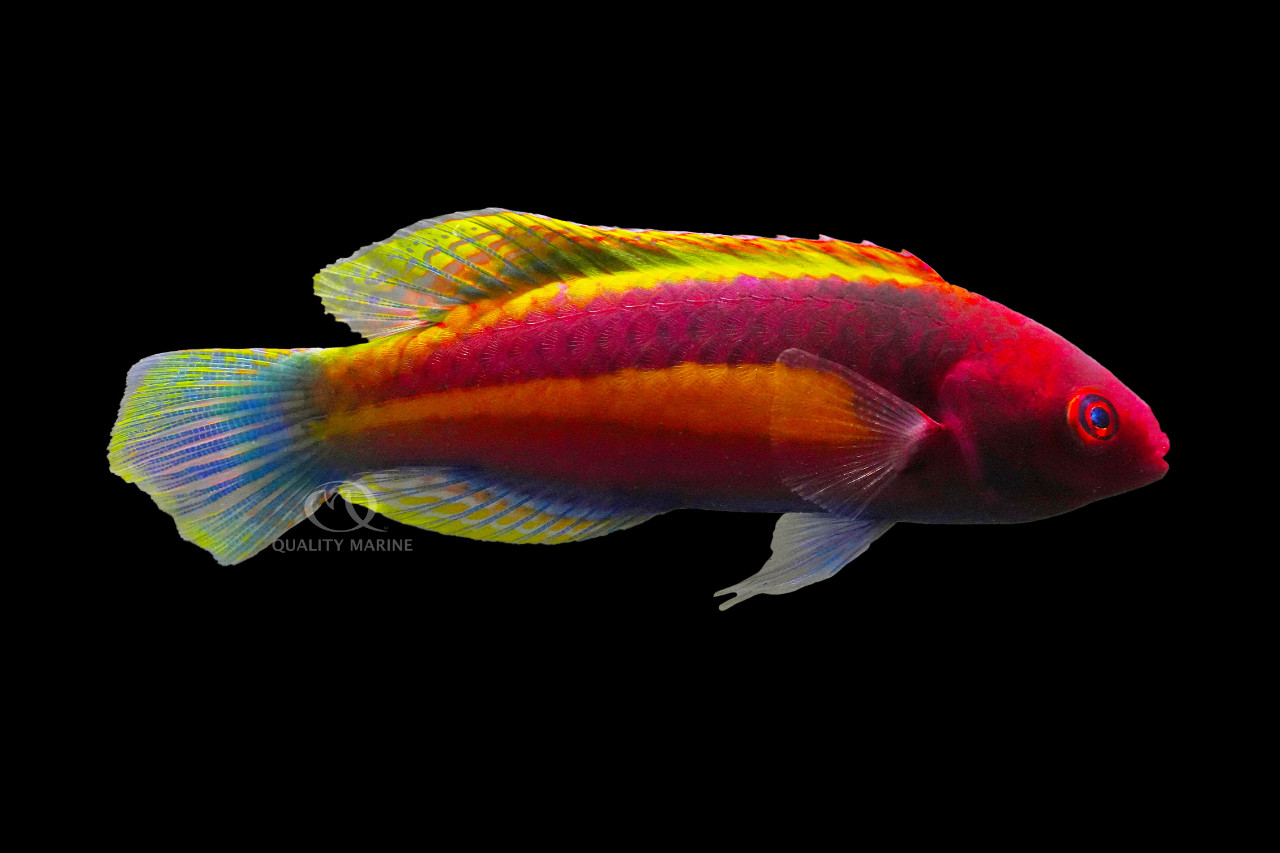 Male Yellow-Band Velvet Wrasse thumbnail image